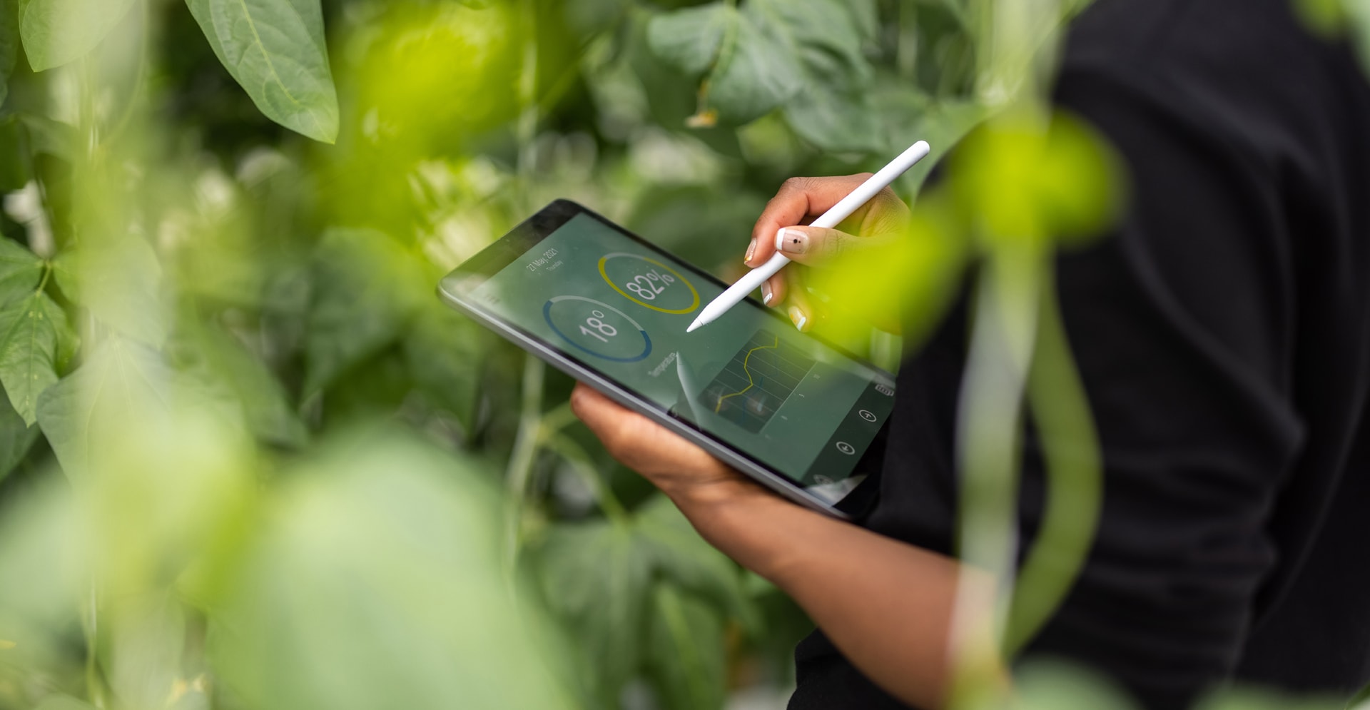 Agronomist using digital tablet for analysis of plantation