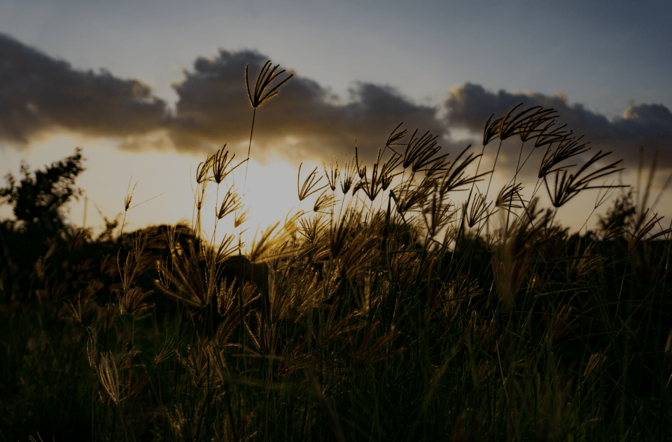 A serene field of tall grass illuminated by the warm hues of sunset, creating a tranquil and picturesque landscape.